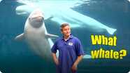 Jonathan Bird's Blue World: Beluga Whales of the Mystic Aquarium
