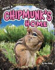 Underground Animal Life: Inside a Chipmunk’s Home