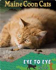 Eye To Eye With Cats: Maine Coon Cats