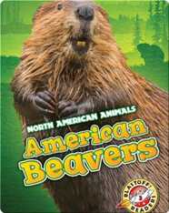 North American Animals: American Beavers