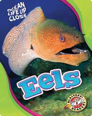 Ocean Life Up Close: Eels