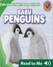 Cute and Cuddly: Baby Penguins