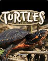 Turtles