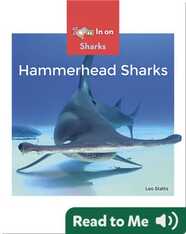 Hammerhead Sharks
