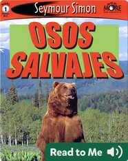 Osos Salvajes