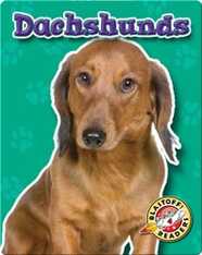 Dachshunds: Dog Breeds