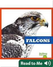 Raptor World: Falcons