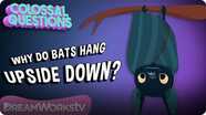Why Do Bats Sleep Upside Down? | COLOSSAL QUESTIONS