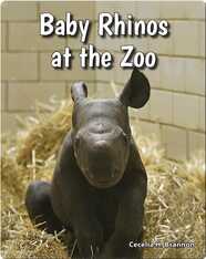 Baby Rhinos at the Zoo