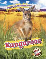 Animals of the Grasslands: Kangaroos