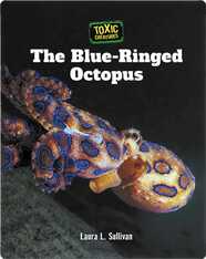 Toxic Creatures: The Blue-Ringed Octopus