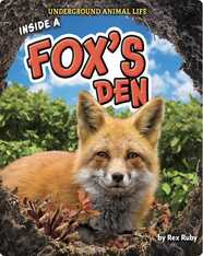 Underground Animal Life: Inside a Fox's Den