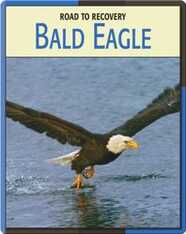 Road To Recovery: Bald Eagle