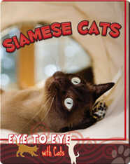 Eye To Eye With Cats: Siamese Cats