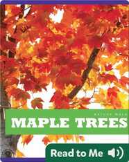 Maple Trees