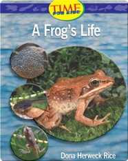 A Frog's Life