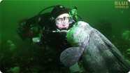 Diver meets huge Pacific Wolf Eel