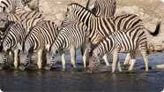 Did You Know: Zebras