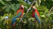 Zoology - The Magnificent Macaw