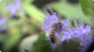 Amazing Honeybee Bodyparts!