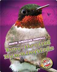 Ruby-throated Hummingbirds