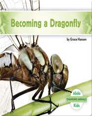Becoming a Dragonfly