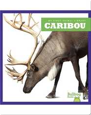 Caribou
