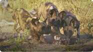 Affection and Protection of Wild Dogs