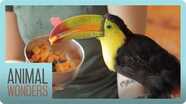 Baby Toucan's New Home