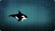 I’m A Killer Whale