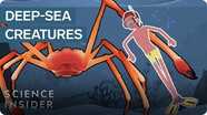 The Most Terrifying Creatures Of The Deep Sea