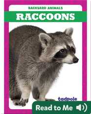 Backyard Animals: Raccoons