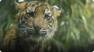 Check Out These 7-Month-Old Tiger Cubs Learn to Swim