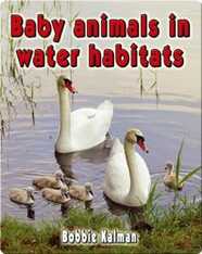 Baby Animals in Water Habitats