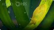 Deep Look: See Sea Slugs Scour Seagrass by the Seashore