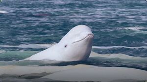 Beluga Whales Arrive in the Arctic