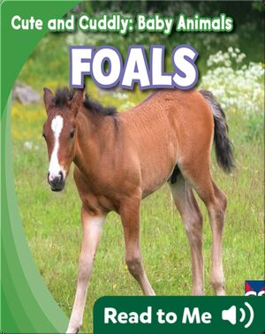 Cute and Cuddly: Foals