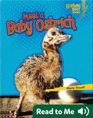 Meet a Baby Ostrich