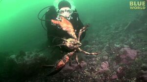 Diver Encounters Huge Lobster!