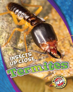Insects Up Close: Termites