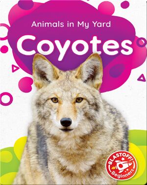 Animals in My Yard: Coyotes