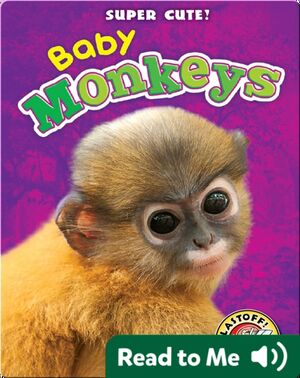 Super Cute! Baby Monkeys