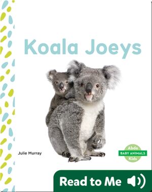 Koala Joeys
