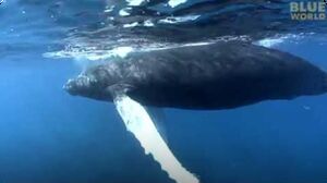Close Encounter with a Baby Humpback Whale!