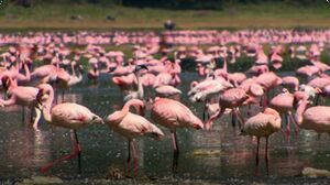 Lake Nakuru - Flamingos & Friends