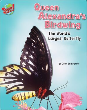 Queen Alexandra's Birdwing: The World's Largest Butterfly