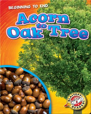 Beginning to End: Acorn to Oak Tree