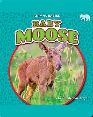 Animal Babies: Baby Moose
