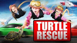 Turtle Rescue | Turtle Rescued from the Highway of Doom!