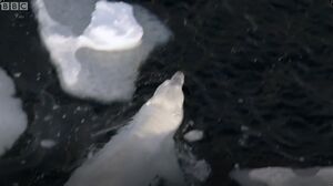 Swimming Great Male Polar Bear - BBC Planet Earth